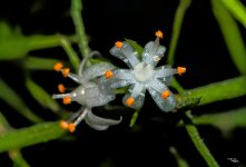 Asparagus Fern Flowers.jpg