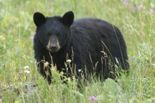 Black Bear, (Ursus Americanus).jpg