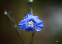 Blue Flax, (Linum lewisii).jpg