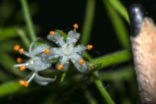 Tiny Flowers & Pencil Tip.jpg