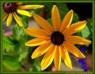 Gloriosia Daisy.jpg