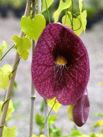 Aristolochia.jpg