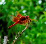 DSC_3525_2 (2).jpg
