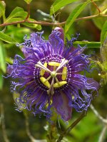 Passiflora4.jpg
