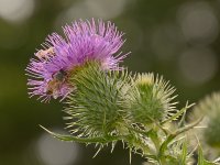 Thistle2.jpg