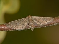 Moth.jpg