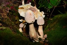 mushroom6.jpg