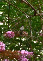 DSC_0274.jpg
