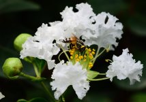 DSC_7904.jpg