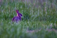 Rabbit in the dark.jpg