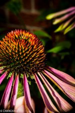 Cone Flower (1 of 1).jpg