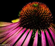 Cone Flower 2 (1 of 1).jpg