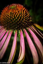 Cone Flower 3 (1 of 1).jpg