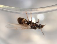 Ant 1.jpg