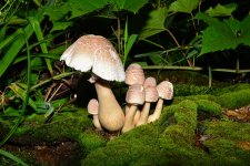 mushroom7.jpg