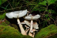 mushroom8.jpg