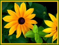 One and a half Gloriosa Daisies.jpg