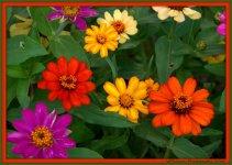 Group of Zinnias.jpg