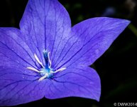 Balloon Flower 2014 (1 of 1).jpg