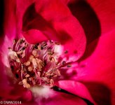 Rose of Flame 2 (1 of 1).jpg