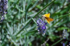 35mm Butterfly details.jpg