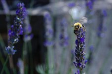 35mm Bee details.jpg