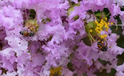 DSC_7996.jpg