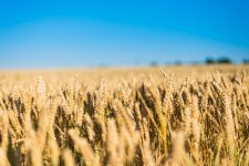 wheat.jpg