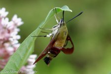 DSC_2090.jpg