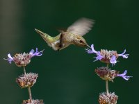 Hummer7.jpg