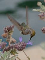 Hummer9.jpg