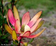Sharpish protea from side LOL.jpg