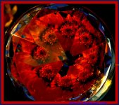 Red Zinnia Crystalized.jpg