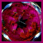 Purple Zinnia Chrystalized.jpg