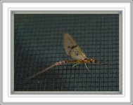 Bug on a screen.jpg