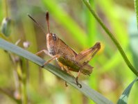 Grasshopper 5.jpg