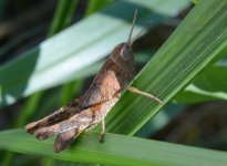 Grasshopper 6.jpg