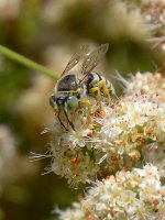 Bee.jpg