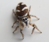 Zebra Spider female.jpg
