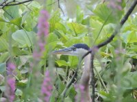 DSCN9481.jpg