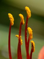 Stamen.jpg