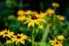 flower5.jpg