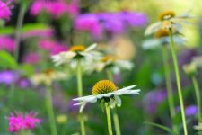 flower7.jpg