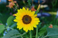 flower9.jpg