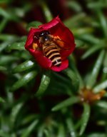 DSC_8102.jpg