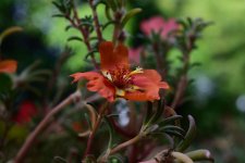 DSC_7735.jpg