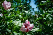 Bee and flowers.jpg