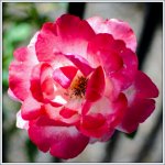 DSC_4328.jpg