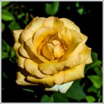 DSC_4350.jpg