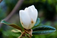 Magnolia.jpg